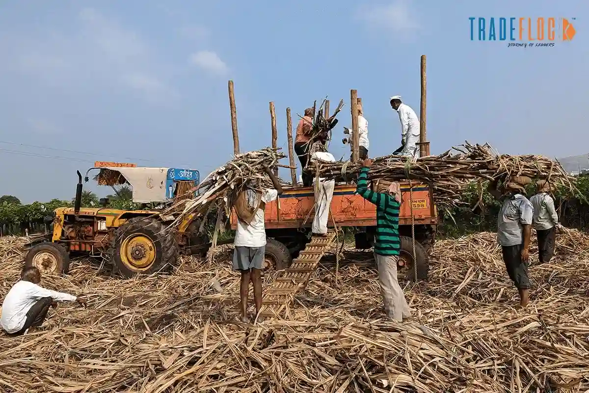 Indian Government Extends Sugar Export Restrictions