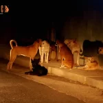 Population of Dogs in India: The Ultimate 2026 Data